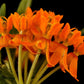 10 GAY BUTTERFLIES MILKWEED Red Yellow Orange Mix Asclepias Tuberosa Butterfly Weed Flower Seeds