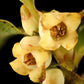 5 AMERICAN PERSIMMON TREE Diospyros Virginiana Fruit Seeds