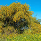 10 GOLDEN MIMOSA Acacia Baileyana Yellow Wattle Tree Flower Seeds
