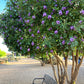 10 TEXAS Mountain LAUREL Sophora Secundiflora Mescal Tree Purple Flower Seeds