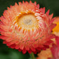 100 APRICOT & PEACH STRAWFLOWER Organic Mix Coral Paper Daisy Helichrysum Xerochrysum Bracteatum Flower Seeds