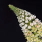 200 WHITE MIGNONETTE Reseda Alba Very FRAGRANT Flower Seeds