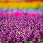 20 BRIGHT PURPLE SALVIA Splendens Scarlet Sage Flower Seeds