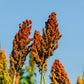 50 HONEY DRIP SORGHUM Bicolor Honey Drop Syrup Grain Vegetable Seeds