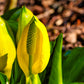 10 Yellow SWAMP LANTERN Moist Lysichiton Americanus Skunk Cabbage Flower Seeds