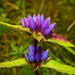 200 BOTTLE GENTIAN (Closed or Blind Gentian / Cloistered Heart) Gentiana Andrewsii Flower Seeds