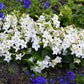 100 Organic WHITE NICOTIANA Flowering TOBACCO Nicotiana Alata Seeds