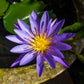 5 BOWL LOTUS Mixed Colors Dwarf Nelumbo Nucifera Aquatic Flower Seeds