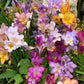 5 ROYAL CHAMPION Mix FREESIA Mixed Colors Pink Blue Purple Yellow Red Orange Flower Seeds