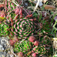 50 MOUNTAIN HOUSELEEK Hens & Chicks Sempervivum Montanum Green Red / Pink Flower Houseplant Seeds