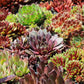 25 MIXED HENS & CHICKS Chickens Succulent (Live Forever) Sempervivum Flower Seeds