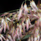 1000 Variegated RIBBON GRASS Reed Canary Phalaris Arundinacea Pink Flower Seeds