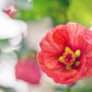 30 Mixed Colors FLOWERING MAPLE (Chinese Bell Flower) Abutilon Hybridum Shrub Bush Small Tree Seeds