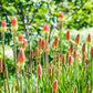 50 TORCH LILY Red Hot Poker / Tritoma / Kniphofia Uvaria Flower Seeds