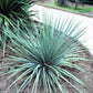 100 YUCCA (Soapweed / Soapwell / Beargrass / Great Plains Yucca) Yucca Glauca Flower Seeds