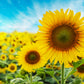 25 EBONY & GOLD SUNFLOWER Helianthus Annuus Flower Seeds