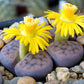 10 LIVING STONE / LITHOPS Mixed Colors Pebble Houseplant Flower Seeds