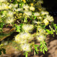 20 WOMAN'S TONGUE TREE White Mimosa Nectar Flower Albizia Lebbeck Legume Seeds