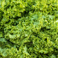 3000 Southern GIANT CURLED MUSTARD Ostrich Plume Brassica Juncea Vegetable Herb Seeds