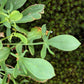 100 SHEEP SORREL Rumex Acetosella Red Field Sorrel Sour Weed Herb Flower Seeds