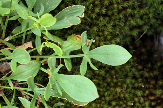 100 SHEEP SORREL Rumex Acetosella Red Field Sorrel Sour Weed Herb Flower Seeds