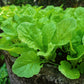1500 SEVEN TOP TURNIP For Leaf Greens & Sprouts Brassica Rapa Vegetable Seeds