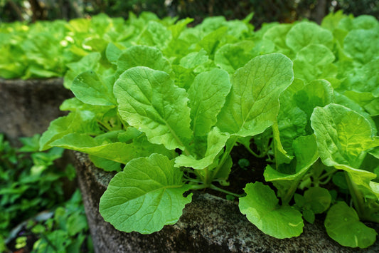 1500 SEVEN TOP TURNIP For Leaf Greens & Sprouts Brassica Rapa Vegetable Seeds