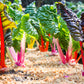 150 Mixed Colors NORTHERN LIGHTS  SWISS CHARD (Perpetual Spinach) Beta Vulgaris Cicla Vegetable Seeds