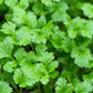 250 LEISURE CILANTRO / CORIANDER Coriandrum Sativum Herb Vegetable Seeds