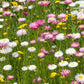 100 MIXED DOUBLE ACROCLINIUM Paper Daisy Helipterum Roseum Rhodanthe Flower Seeds