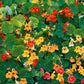 50 Mixed Colors DWARF JEWEL NASTURTIUM Tropaeolum Minus Flower Seeds
