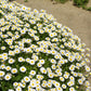 100 White DWARF CREEPING DAISY Chrysanthemum Paludosum Leucanthemum Flower Seeds