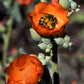 20 Apricot DESERT GLOBEMALLOW Mallow Sphaeralcea Ambigua Flower Seeds