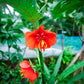 10 SUNSET BOULEVARD PRIMROSE Orange Evening Oenothera Versicolor Sundrops Flower Seeds