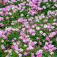 350 RED BABYS BREATH Gypsophila Elegans Baby's Breath Flower Seeds