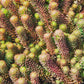 150 MIXED SEDUM Stonecrop Succulent Groundcover Red White Yellow Pink Purple Flower Seeds