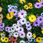20 MIXED COLORS OSTEOSPERMUM Ecklonis African Cape Daisy Flower Seeds