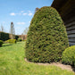 10 ENGLISH YEW Taxus Baccata Tree Shrub Conifer Sun or Shade Red Ornamental Berry Seeds