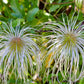 20 WHITE CLEMATIS Virginiana / Virgins Bower Flower Vine Seeds