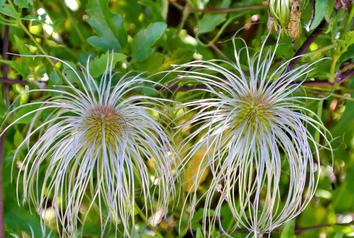 20 WHITE CLEMATIS Virginiana / Virgins Bower Flower Vine Seeds