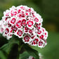 50 HOLBORN GLORY DIANTHUS Barbatus Red & White Sweet William Flower Seeds