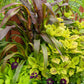25 RED JEWEL MILLET Setaria Italica Ornamental Grass Flower Seeds