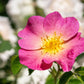 15 Pink WOOD'S ROSE Bush Mountain Rose Rosa Woodsii Fragrant Flower Seeds