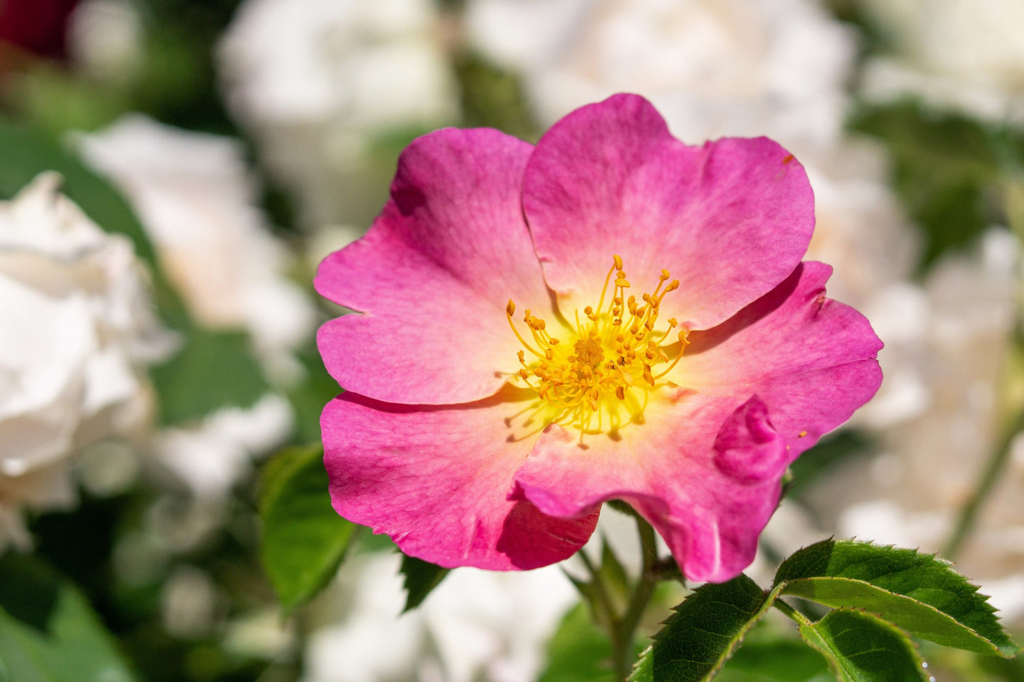 15 Pink WOOD'S ROSE Bush Mountain Rose Rosa Woodsii Fragrant Flower Seeds