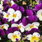 100 JOHNNY JUMP UP Violet Viola Tricolor Flower Seeds