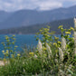 200 WHITE MIGNONETTE Reseda Alba Very FRAGRANT Flower Seeds
