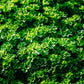 1500 TRIPLE CURLED PARSLEY Petroselinum Hortensis Herb Vegetable Seeds