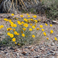 500 Yellow DESERT MARIGOLD Baileya Multiradiata Showy Drought Paper Daisy Flower Herb Seeds