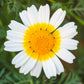 1000 GARLAND CROWN DAISY Chrysanthemum Coronarium Glebionis White Yellow Flower Seeds