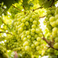 50 GREEN (Dessert / Table) GRAPE Vitis Vinifera Fruit Vine Seeds